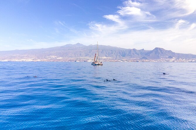 Watching and Listening Whales visiting Los Gigantes&Masca. Food&drinks included - The Half-Day Timing That Works