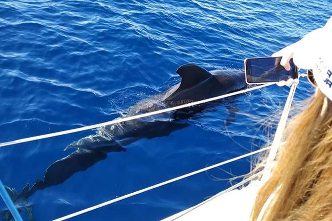 Whale and Dolphin Small Group Sailing from Tenerife South - Getting To Puerto Colón, Then Out Onto the Water