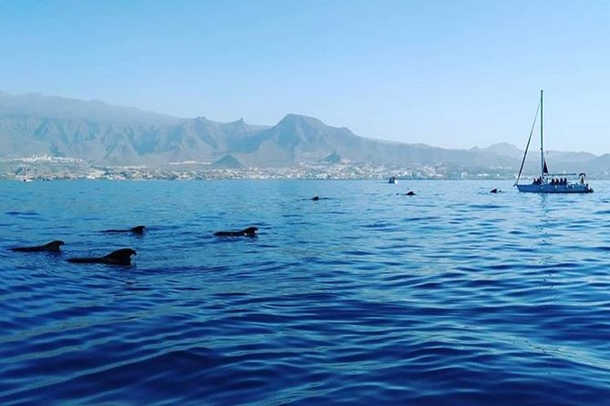Whale and Dolphin Small Group Sailing from Tenerife South - Captain and Crew: The Human Part of the Trip