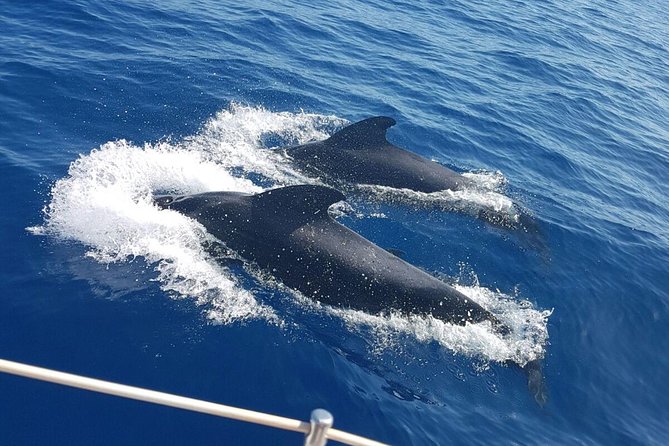 Whale and Dolphin Watching Sailing Boat with Drinks, Snacks and Swimming Time - What’s Included On Board: Drinks, Snacks, and Snorkel Gear