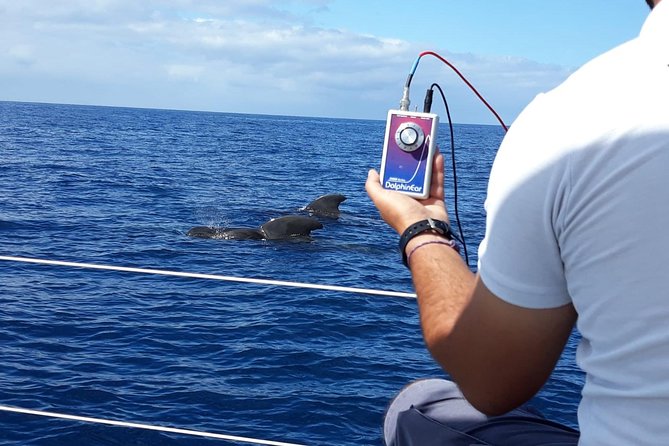 Whale and Dolphin Watching Sailing Boat with Drinks, Snacks and Swimming Time - The Swim and Snorkel Stop: What to Expect Underwater