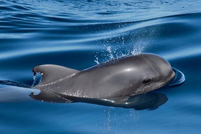 Whale and Dolphin Watching Sailing Boat with Drinks, Snacks and Swimming Time - Price and Value, Is $78.44 Worth It?