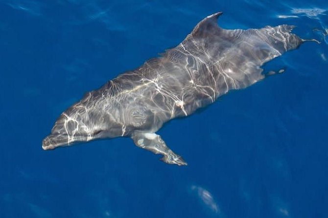 Whale and Dolphin Watching Yacht Trip in Puerto Colon - Key highlights worth planning around