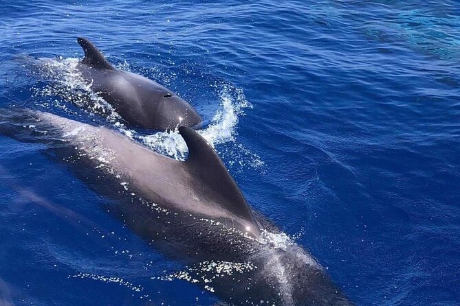 Whale and Dolphin Watching Yacht Trip in Puerto Colon - Three Hours at Sea: How the Captain Finds Whales and Dolphins