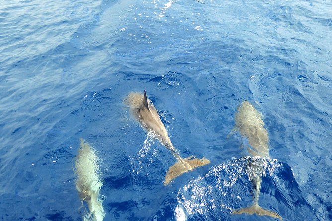 Whale and Dolphin Watching Yacht Trip in Puerto Colon - The 19:00 Sunset Option: Two Hours, One Big Choice