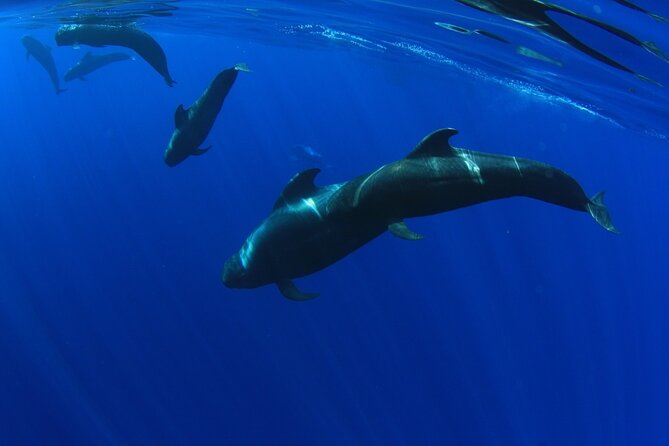 Whale watching and listening Eco-Catamaran Tour with Food Tasting - When sailing gets replaced by engine power