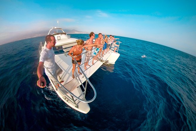 Whale Watching Catamaran Cruise with Transfer, Buffet by MC - Key highlights worth planning around