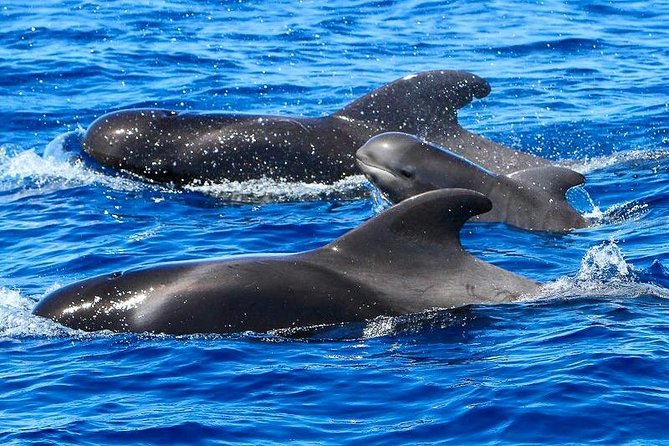 Whale Watching Catamaran in Costa Adeje (Including drinks & Sandwich) - The big 160-person catamaran experience (and what that means for you)