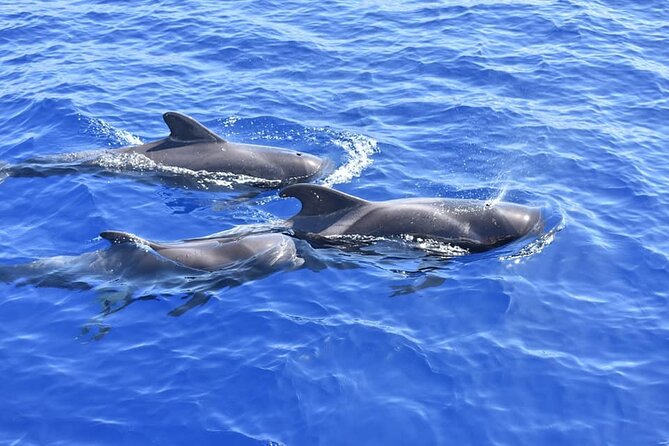 Whale Watching Catamaran in Costa Adeje (Including drinks & Sandwich) - Crew, commentary, and the vibe on board