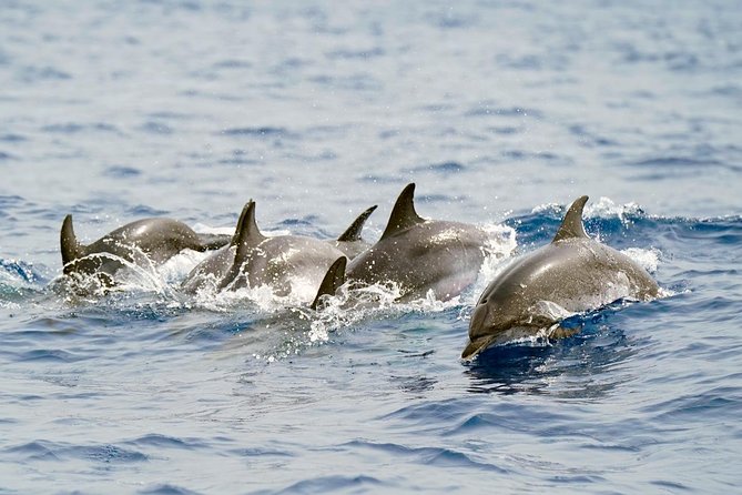 Whale Watching Eco-Adventure from Costa Adeje - The small 8-meter rigid hull boat factor: why it feels different
