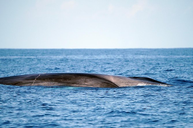 Whale Watching Eco-Adventure from Costa Adeje - Teno-Rasca Marine Protected Area: your one main stop, and what you might see