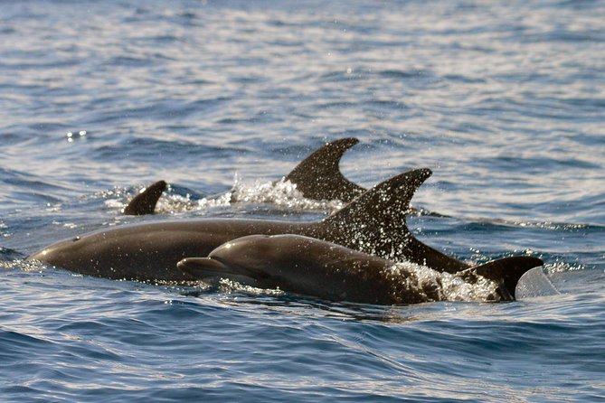 Whale Watching Eco-Adventure from Costa Adeje - Photos and learning: the free email you’ll be glad you got