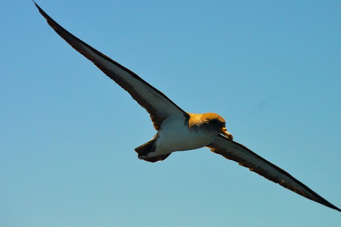 Whale Watching Eco-Adventure from Costa Adeje - Price and value: is $72.56 per person a fair deal?