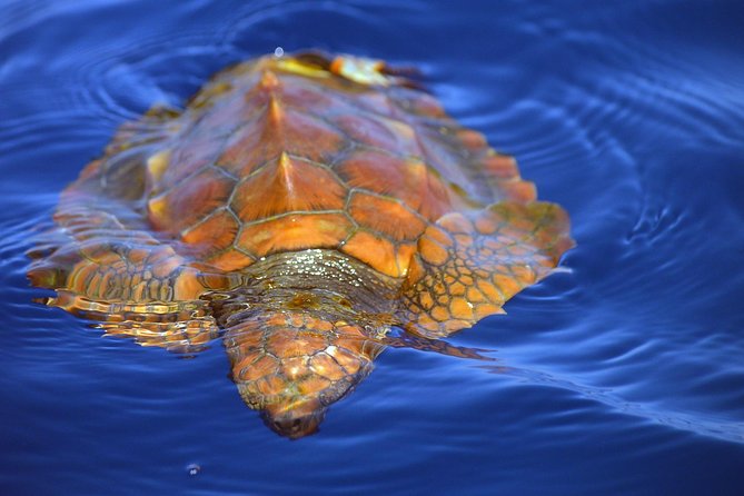 Whale Watching Eco-Adventure from Costa Adeje - Who it fits best, and who should skip it