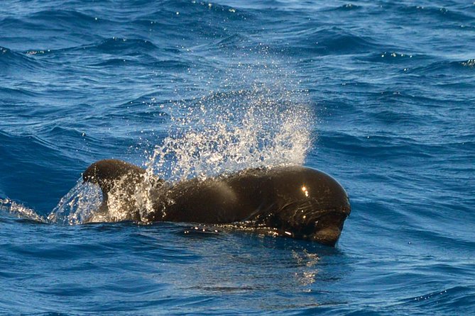 Whale Watching Eco-Adventure from Costa Adeje - Booking, weather, and what to do if the sea doesn’t cooperate