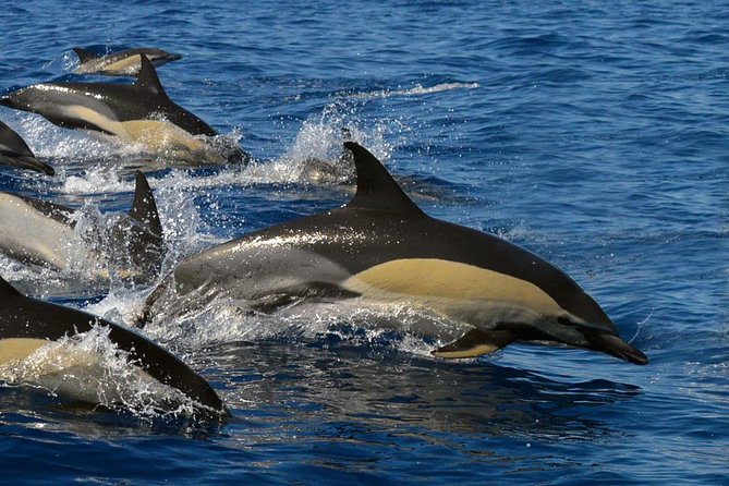 Whale Watching Eco-Adventure from Costa Adeje - Biologist staff, live commentary, and the hydrophone you’ll actually use