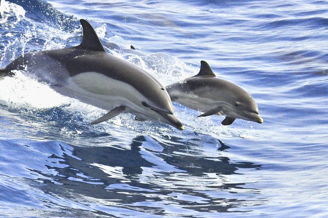 Whales & Dolphins watching in exclusive sailboat - Boat comfort and motion tips for a smoother, happier ride
