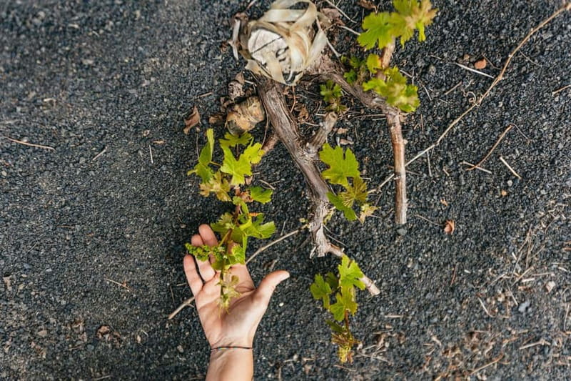 Wine Lovers: Wine Tasting Tour at El Grifo Bodega Lanzarote - Entering El Grifo Bodega, Lanzarote’s Wine Story in Real Time